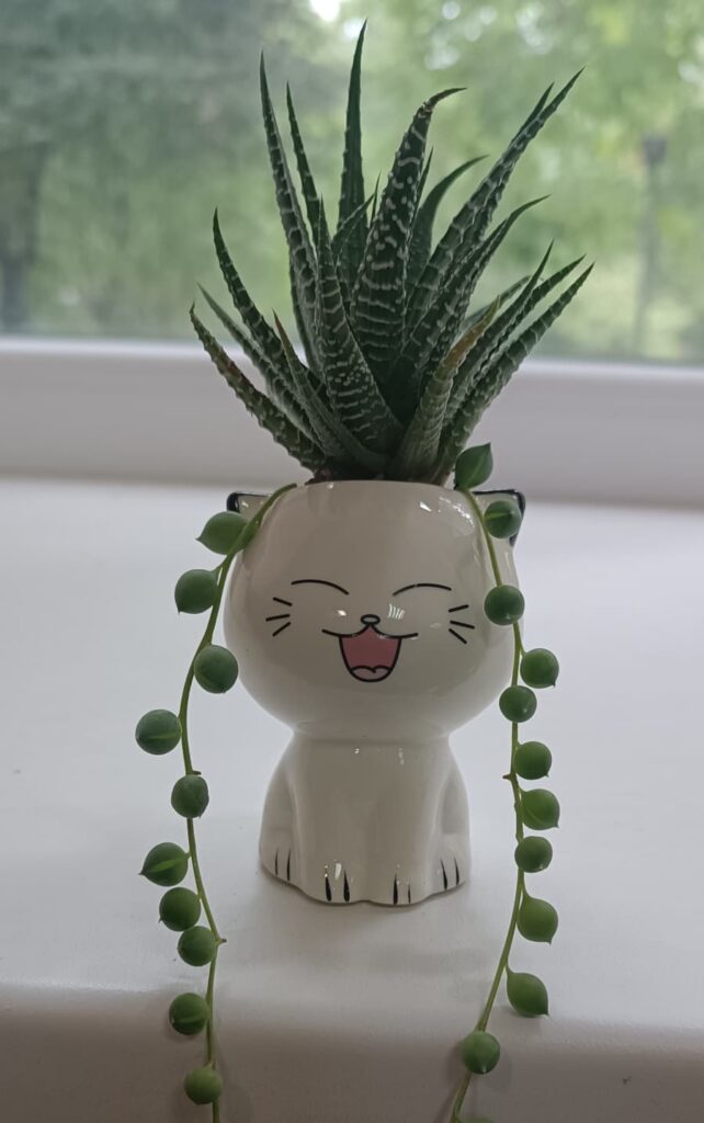 Kit compact pentru birou cu suculenta